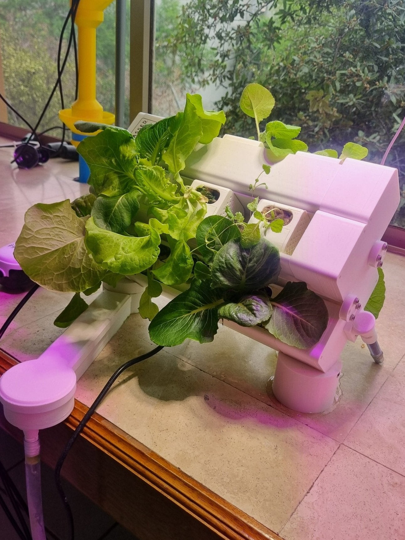 Oly + Vegipass - Vegify